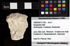 Foto (Objket + Etiketten) von Decapoda indet. 